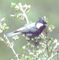 Black-breasted Tit