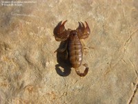 Skorpion (Euscorpius mesotrichus) Foto/billede af