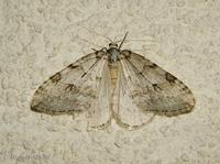 Epirrita autumnata - Autumnal Moth