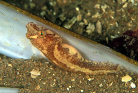 Image of Diplecogaster bimaculata bimaculata, Two-spotted clingfish, Ngjitesi dynjollesh, Peix p...