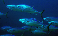 Euthynnus affinis, Kawakawa: fisheries, gamefish