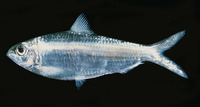 Sardinella albella, White sardinella: fisheries