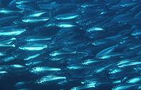 Sardinella melanura, Blacktip sardinella: fisheries, bait