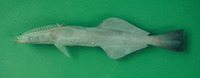 Remora brachyptera, Spearfish remora: