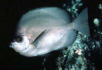 Hemitaurichthys thompsoni, Thompson's butterflyfish: aquarium