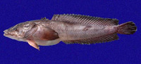 Batrachoides boulengeri, Boulenger's toadfish: