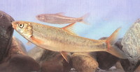 Schizothorax wangchiachii, : fisheries
