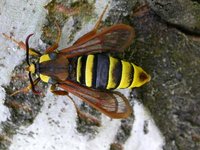 Sesia apiformis - Hornet Moth