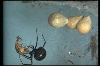 Image of: Latrodectus mactans (black widow spider)