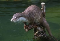 Lutra lutra - Eurasian River Otter