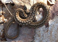 Image of: Storeria dekayi (Dekay's brown snake)