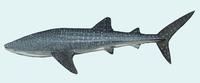 Image of: Rhincodon typus (whale shark)