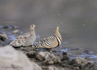Painted Sandgrouse - Pterocles indicus