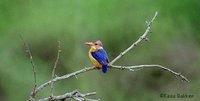African Pygmy-Kingfisher - Ispidina picta