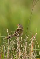 *NEW* Wedge-tailed Grassfinch