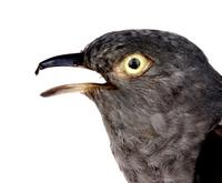검은등뻐꾸기 Indian Cuckoo | Cuculus micropterus