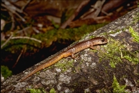 : Ensatina eschscholtzii oregonensis; Oregon Salamander