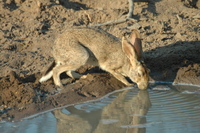: Lepus saxatilis; Scrub Hare