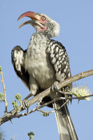 : Tockus erythrorhynchus; Red Billed Hornbill