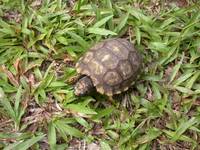 : Geochelone denticulate; South American Yellow Footed Tortoise