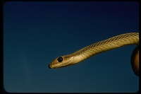 : Salvadora hexalepis; Patch-nosed Snake