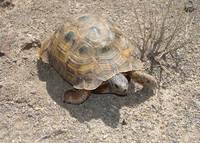 : Testudo graeca zarudnyi; Mediterranean Spur-thighed Tortoise