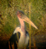 Marabou Stork - Leptoptilos crumeniferus - Do