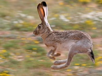 Lepus californicus photographed at Midland, Texas, in August of 2006 using a Canon 20D camera an...