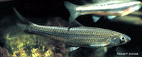 Hybognathus nuchalis, Mississippi silvery minnow: