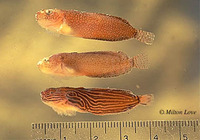 Liparis florae, Tidepool snailfish: