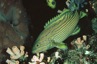Cephalopholis polleni, Harlequin hind: fisheries, gamefish