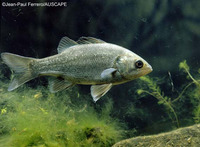 Macquaria colonorum, Estuary perch: fisheries, gamefish