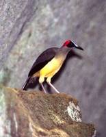 There can be no doubt that Red-headed Picathartes takes