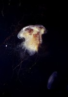 Cyanea capillata - Lion's Mane Jellyfish