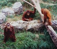 Image of: Pongo pygmaeus (Bornean orangutan)