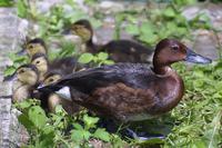 Aythya nyroca - Ferruginous Duck