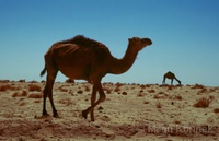 Camelus dromedarius - Dromedary Camel