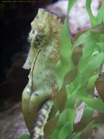 Image of: Hippocampus kuda (spotted seahorse)