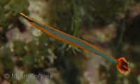 Doryrhamphus excisus - Bluestripe pipefish