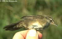 Spotted Bush Warbler - Bradypterus thoracicus
