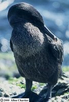 Flightless Cormorant - Phalacrocorax harrisi