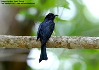 Asian Drongo-Cuckoo - Surniculus lugubris