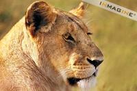Lioness (Panthera leo) photo