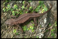 : Echinotriton andersoni; Anderson's Salamander