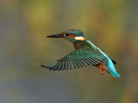 : Alcedo atthis; European Kingfisher