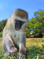 : Chlorocebus pygerythrus; Vervet Monkey