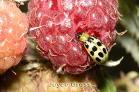 : Diabrotica undecimpunctata; Western Spotted Cucumber Beetle