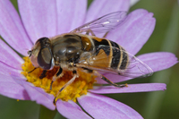 : Eristalis sp.; Hover Fly