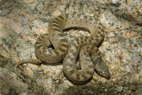 : Hypsiglena torquata chlorophaea; Sonoran Night Snake