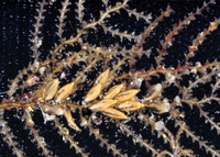 : Abietinaria sp.; Sea Firs